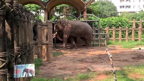 Elephants of Saigon  Vietnam