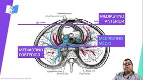 Anatomia Mediastino tranzuda