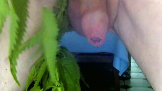 Brennesseln am Penis - autsch.  Nettles on dick