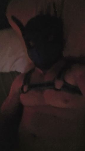Pup jerking off his hard cock
