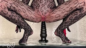 anal cat gets pleasure from big toys