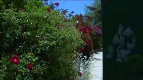 Big black cock sucking sex party cum in mouth