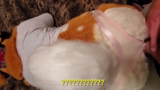 Furries 2022