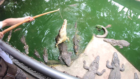 Crocodiles munching and making his amateur Thai GF cum hard