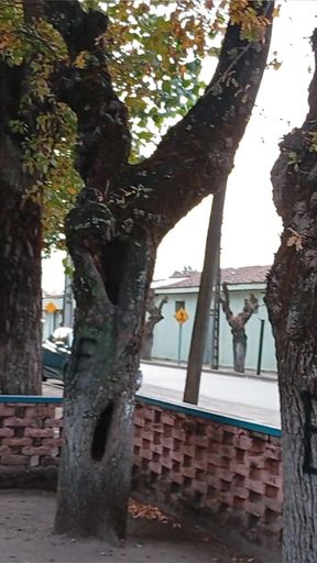 Can You Help Me Swing, Baby? Push Me Harder From Behind