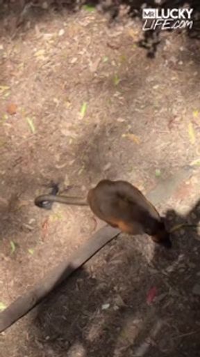 A Real Australian Experience With Aussie Hottie Jade Harper