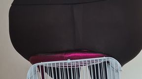 La cage ne te sauvera pas ...