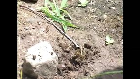 A big hard black cock for a wild bitch in heat