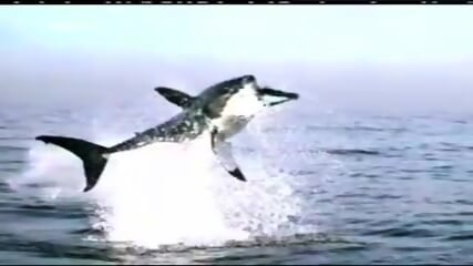 Great white shark(1)