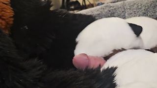 Pawjobs and Fellatios