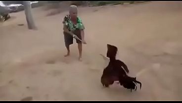 Velha vs Galo ao som de Numb Linkin Park