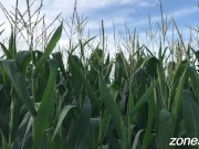 Corn Inspection