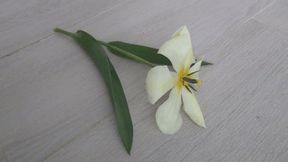 She crushed a tulip in black suede shoes a