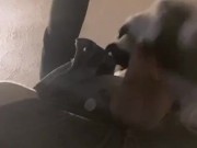 Horny collie murrsuit jerks off and cums hands free