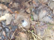 Close up cum oozing of big fat cock and foreskin pulling back