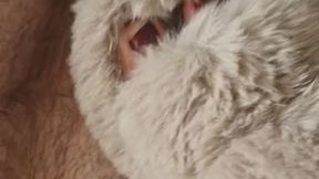 Ballbusting in slippers