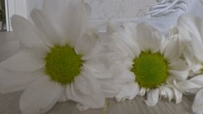 Crushed 7 daisies with white sneakers bb