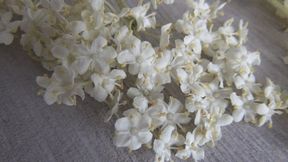 Trampled elder flowers with bare feet c