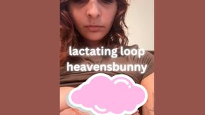 LACTATING PERSIAN LOOP