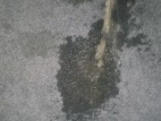 Horny pee on the carpet