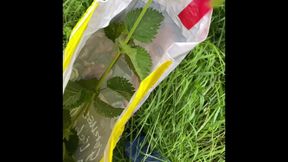 Slave nettle and anal play