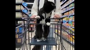 Cat on the cart