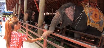 Thai Girlfriend’s Elephant & Erotic Adventures
