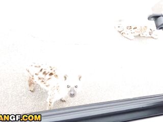 Bubble Ass Ebony Doxy Rammed Coarse By Large Wang American In Safari Tour