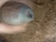 Release of cum