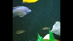 Pissing restaurant bathroom Goi&acirc_nia