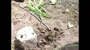 A big hard black cock for a wild bitch in heat