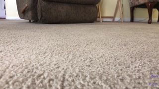 Giant Adam Doms Tiny Late Renter