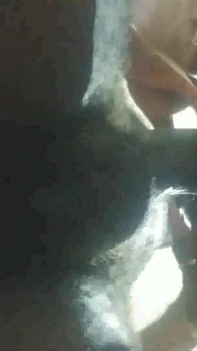 Thrilling moment from &quot;Thot in Texas - Fucking a Granny&quot;