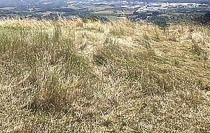 Naked ballad in the forest...