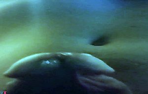 Precum pov