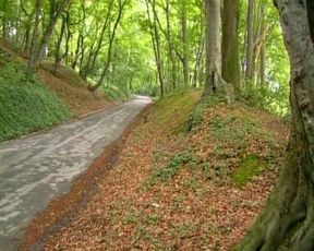 Redhead German Woman Getting Fucked by Three Random Dudes in the Woods