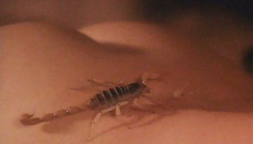 Sexiest Scorpion Scenes