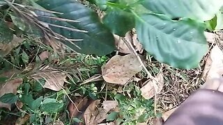 Hot sex in india forest: blacked daddies movie nudist outdoor public sexs hot