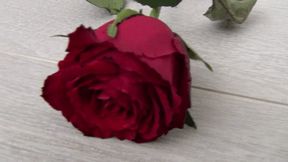 Trampled a red rose with my barefoot d