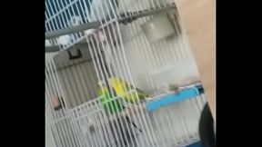 Alface pego na rapidinha com a ninfetinha cutoco