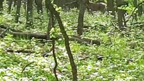 (Jhon)?    .... Deer