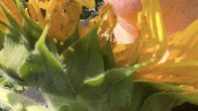 Allergy Meltdown & Sneezing Fit in a Field of Sunflowers with Harmony