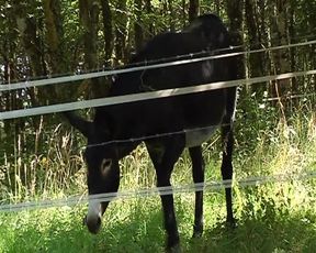 Chocolate French bitch shares dicks with hot slut outdoors