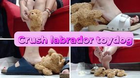 crushing crush a labrador toydog barefeet and in nice sandals