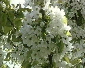 Slut Pounds Cock Deep #2