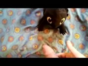 Dragon Toothless Plush in Head 2