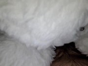 Teaser (fan purchased plushie) full video coming soon