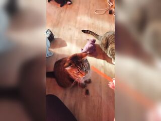 Kitty Play
