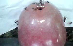 Ants biting inside peehole
