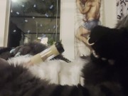 Fursuiter cums using Venus 2000 milking machine